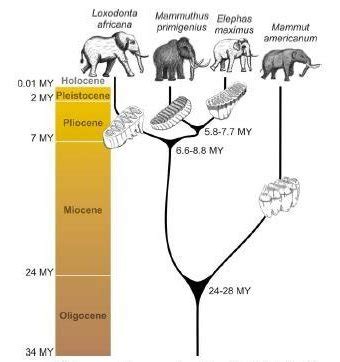 Elephant-Mammoth Evolution Explains Human Evolution