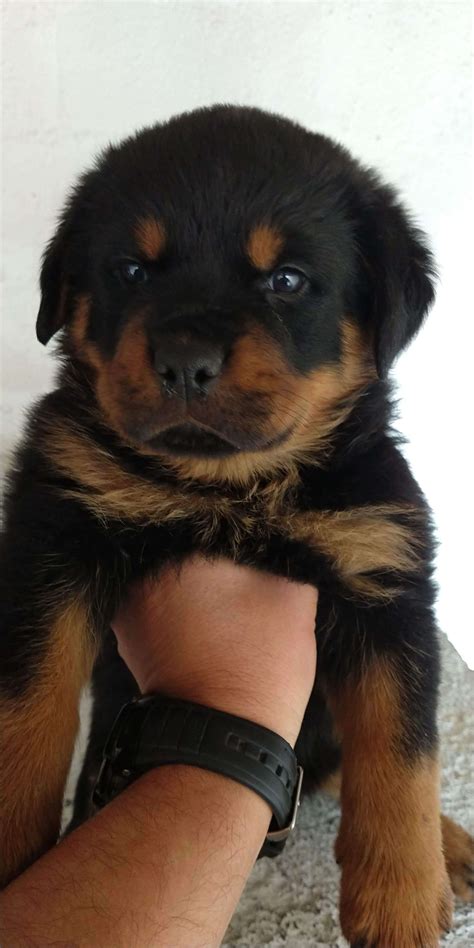 Valor Do Filhote Rottweiler