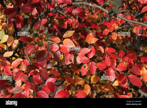 Branches Of Shiny Cotoneaster Hedge Cotoneaster Colourful Leaves With