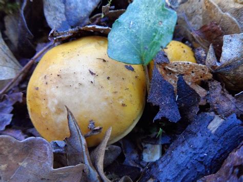 Funghi In Toscana Prugnoli Un Po Svogliati