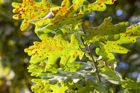 Oak Foliage Turning Yellow In Autumn During Leaf Fall Stock Photo