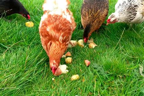 Can Chicken Eat Potato Nutrition Preparation Toxicity Poultry Farm Guide