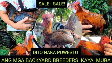 BILIHAN NG MANOK SA BULACAN UPDATED PRICE YouTube