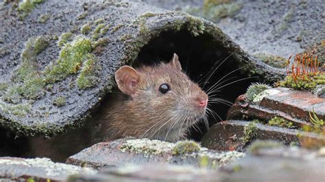 Are Roof Rats Dangerous? | Instant Roofer