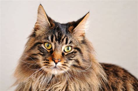 Why Maine Coon Cats Are So Popular Pawfect Tales