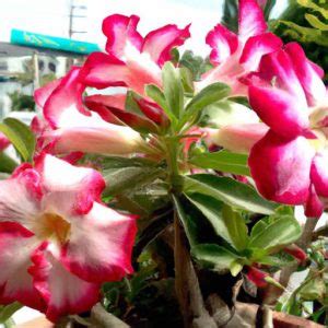 R A Pustyni Adenium Obesum Uprawa Rozmna Anie Choroby