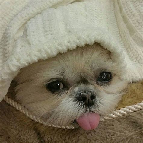 T M Coisas Que Seu Shih Tzu Ama E Voc Ainda N O Sabe