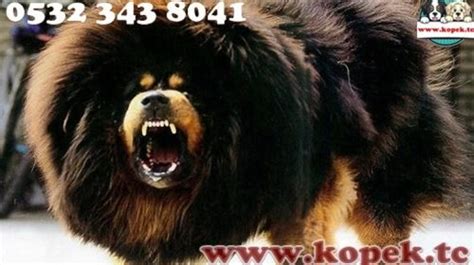 The Majestic Tibetan Mastiff A Guide To This Ancient And Noble Breed