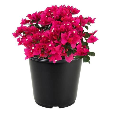 225 Gallon Multicolor Hybrid Bougainvillea Flowering Shrub In Pot