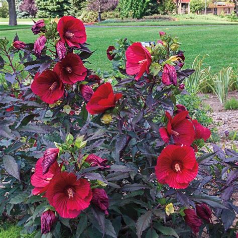 Midnight Marvel Hibiscus Plant No 1 Bareroot In 2021 Hibiscus