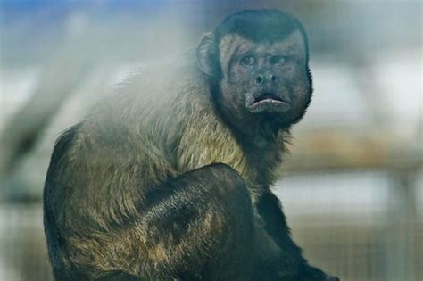 Flipboard: Monkey with human face that looks like 'distressed man' is ...