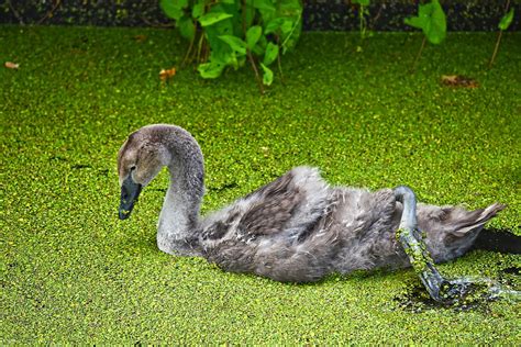 Anak Angsa Burung Foto Gratis Di Pixabay Pixabay