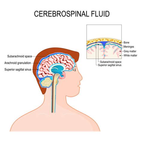 480 Meninges Foto Foto Foto Stok Potret And Gambar Bebas Royalti Istock