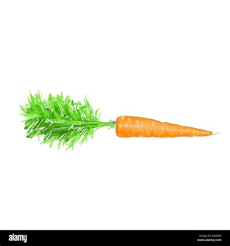 carrot sketch drawing isolated over white background Stock Photo - Alamy