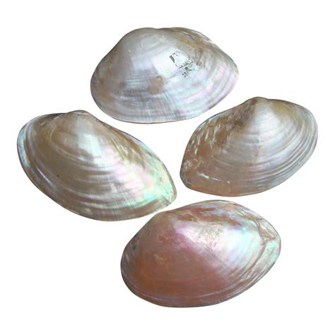 Natural Iridescent Whole Clam Seashells Set Of 4 Chairish Sea