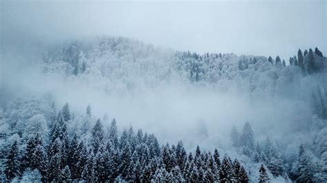 Green Leafed Trees Covered With Fogs · Free Stock Photo