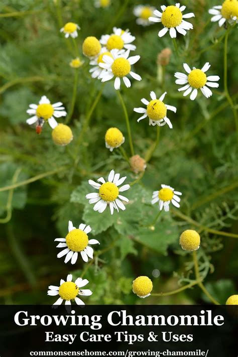 Growing Chamomile - Easy Care Tips and Uses