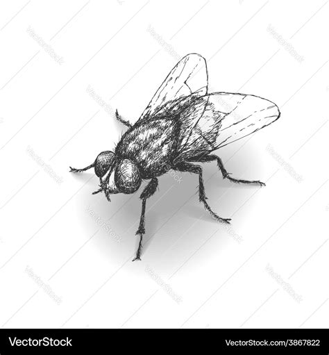 Fly Sketch Royalty Free Vector Image Vectorstock