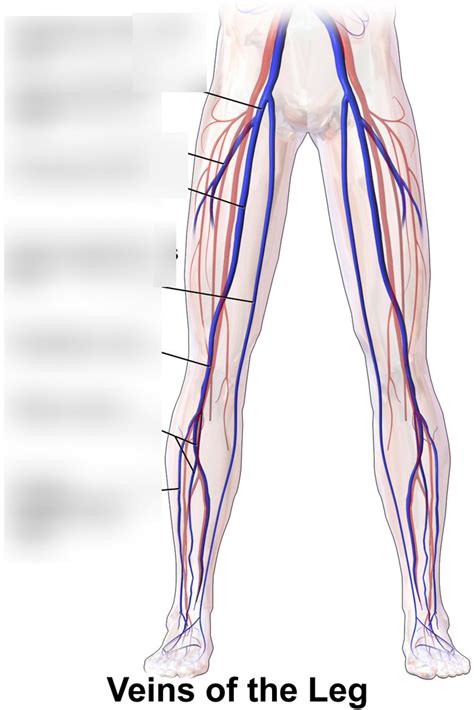 Diagram Of Veins Of The Lower Limb Quizlet