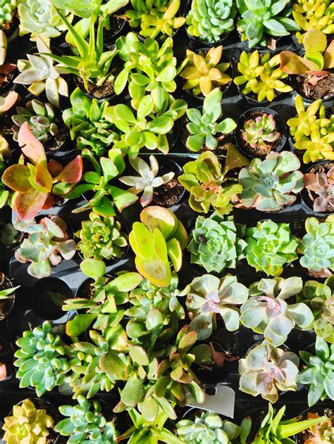 Solve Succulent Pots Jigsaw Puzzle Online With 30 Pieces