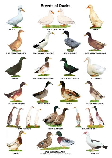 A4 Posters Breeds Of Poultry Ducks Geese And Turkeys Etsy Canada