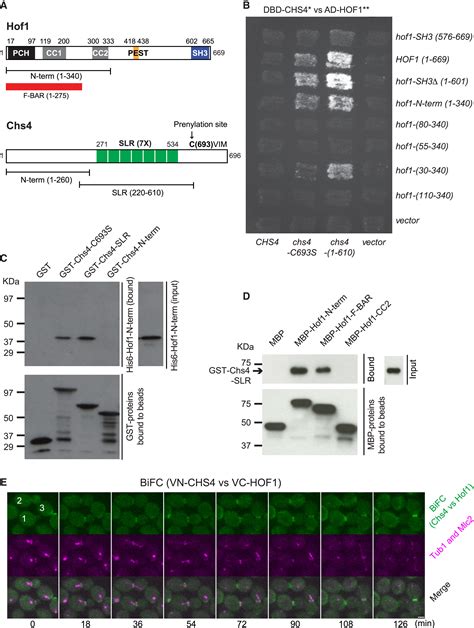 Hof1 And Chs4 Interact Via F Bar Domain And Sel1 Like Repeats To Control Extracellular Matrix