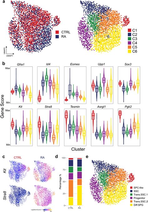 Defining The Differentiation Status In Germline Stem Cells GSCs By