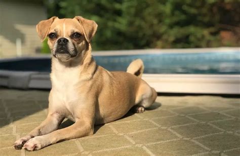 Chihuahua Dog Mixed With Pug