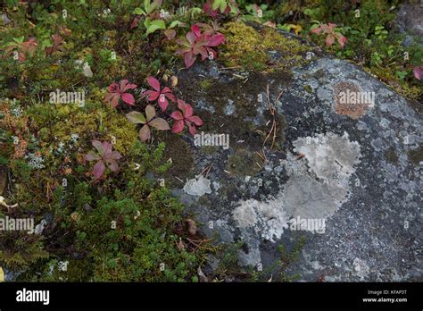 Boreal Forest Lichen Moss Mushroom Fall Fall Foliage Fall Colors