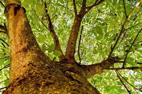 English Walnut Trees Juglans Regia Harrods Outdoor