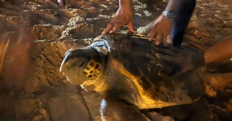 La Puri La Tortuga Que Va Sorprendre En Desovar Al Costat Dun