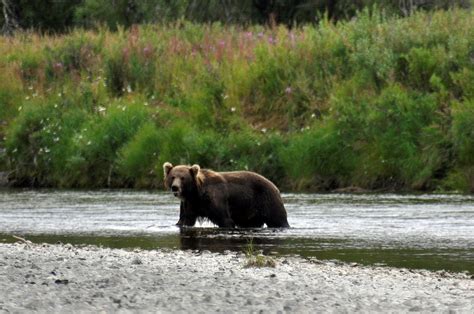 Activists debate Native hibernating bear hunting | The Spokesman-Review