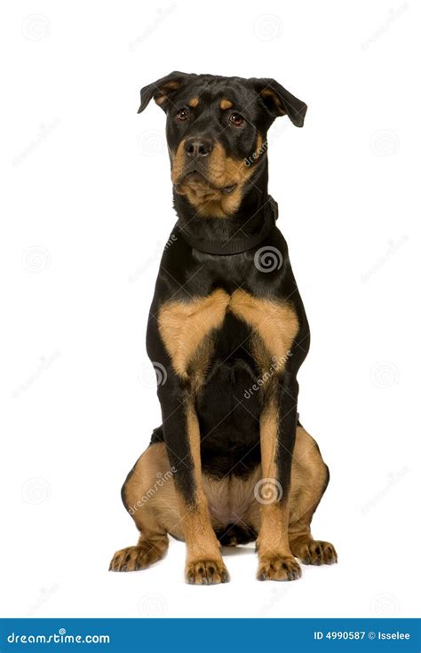 Rottweiler 7 Meses Imagem De Stock Imagem De Defensor 4990587