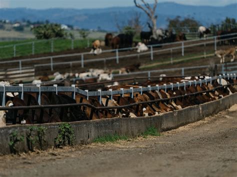 freestone feedlot aussie feedlots