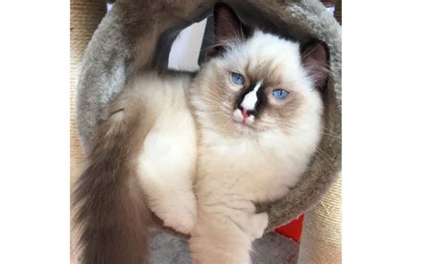 Ragdoll With Blaze Markings Everything You Need To Know