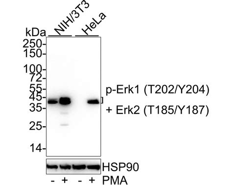 Phospho Erk1 T202 Y204 Erk2 T185 Y187 Recombinant Rabbit Monoclo