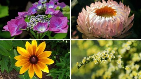 14 Flores Para Plantar en Otoño imágenes 2024