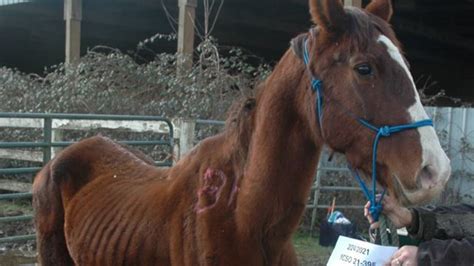 Dozens Of Severely Neglected Horses Taken From Oregon Horse Farm