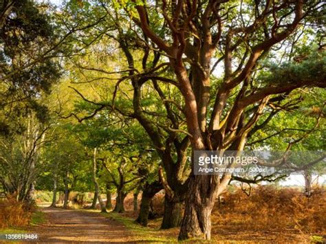 Skipwith Photos And Premium High Res Pictures Getty Images