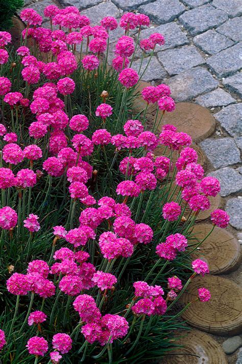 Buy Splendens Sea Thrift Armeria Maritima Free Shipping Wilson