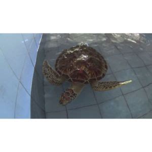 Karen Beasley Sea Turtle Rescue And Rehabilitation Center Trending Breeds