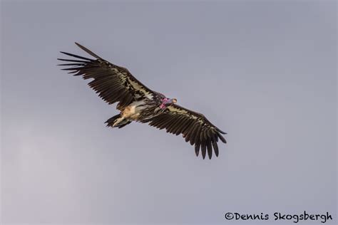 4305 Lappet Faced Vulture Nubian Vulture Torgos Tracheliotos