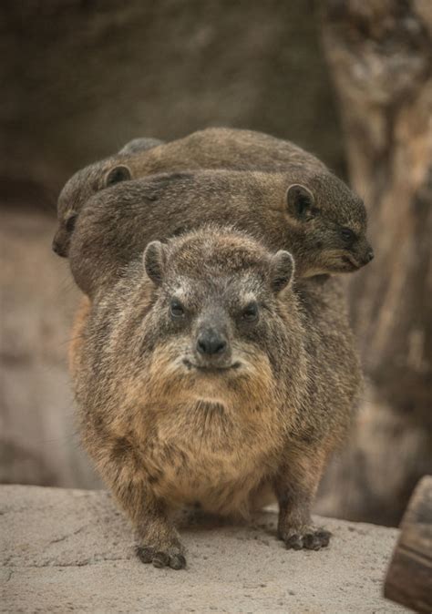 Heart of Africa | Chester Zoo
