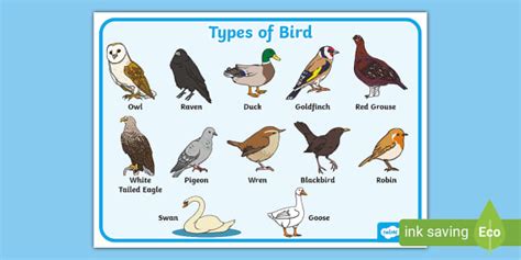 Types of Bird Word Mat (teacher made) - Twinkl