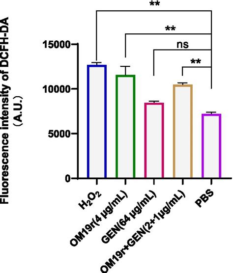 Frontiers Antibiotic Synergist Om R Reverses Aminoglycoside