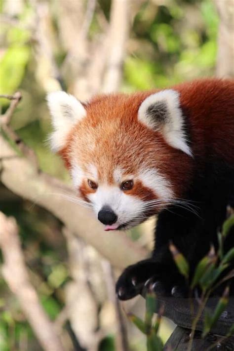 Wellington Zoo General Entry Tickets