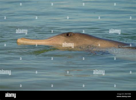 Common or Atlantic bottlenose dolphin - Tursiops truncatus, wide-ranging marine mammal of ...