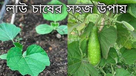 লাউ চাষের সহজ পদ্ধতি পীযুষ মল্লিক Pijush Mallick Youtube