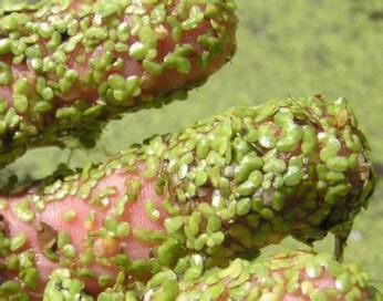 How to Grow Duckweed - Plant Instructions