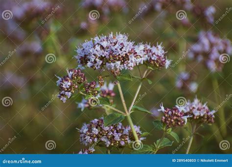 Oregano Plants Blooming In The Garden Stock Image Image Of Leaf